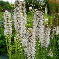 Liatra Liatris Alba.jpg