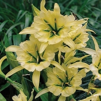 Ismena Sulphur Queen