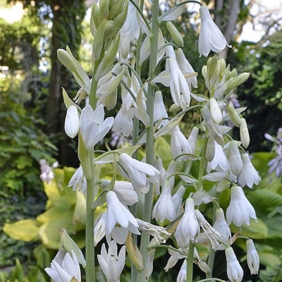 Galtonia biaława 1szt