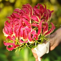 Glorioza Rotszylda