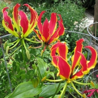 Glorioza Rotszylda
