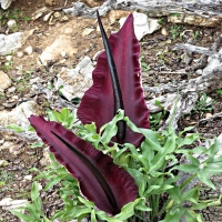 Dracunculus Vulgaris.jpg