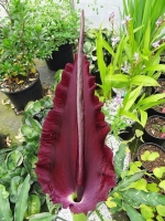 Dracunculus Vulgaris.jpg