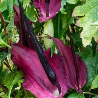 Dracunculus Vulgaris.jpg