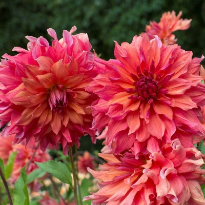Dalia talerzowa Belle of Bramera 1szt