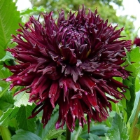 Dalia Kenora Macob.jpg