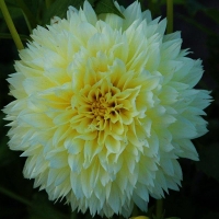 dalia canary fubuki.jpg