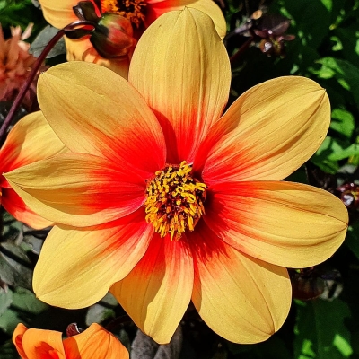 Dalia pojedyncza Sunshine 1szt