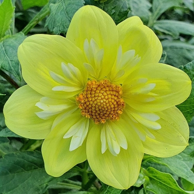 Dalia pojedyncza Yellow Sneezy 1szt