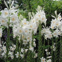 Lilia Candidum.jpg