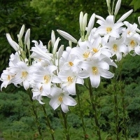 Lilia Candidum.jpg