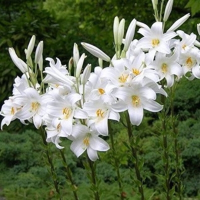 Lilia candidum Św. Józefa 1szt