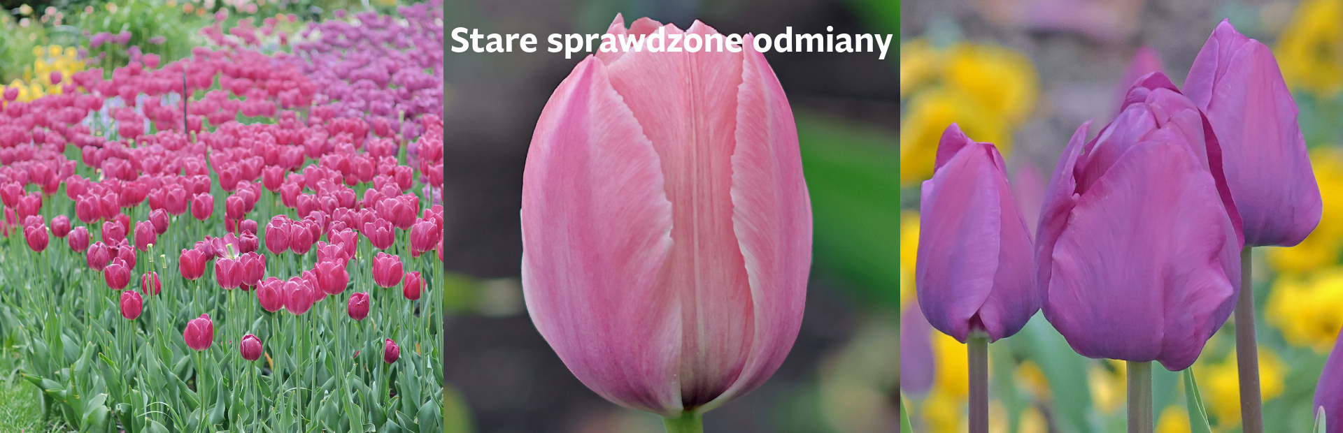 Stare odmiany tulipanów