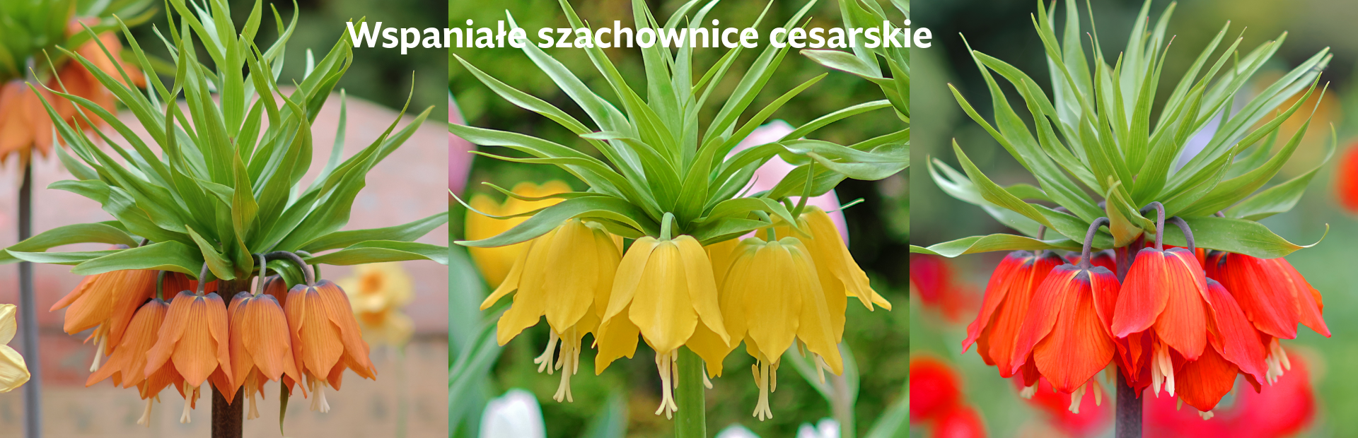Szachownice cesarskie