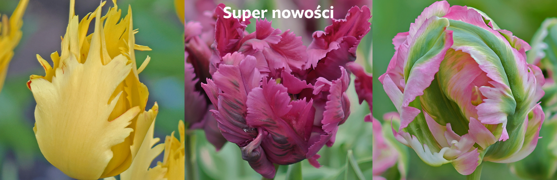 Tulipany nowości